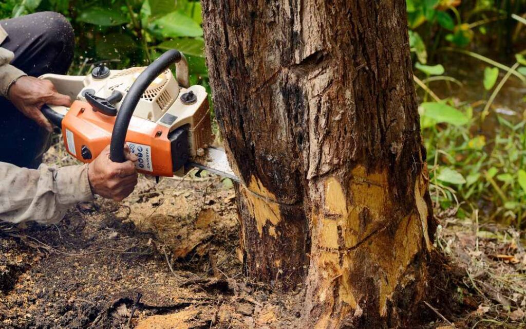 Tree cutting