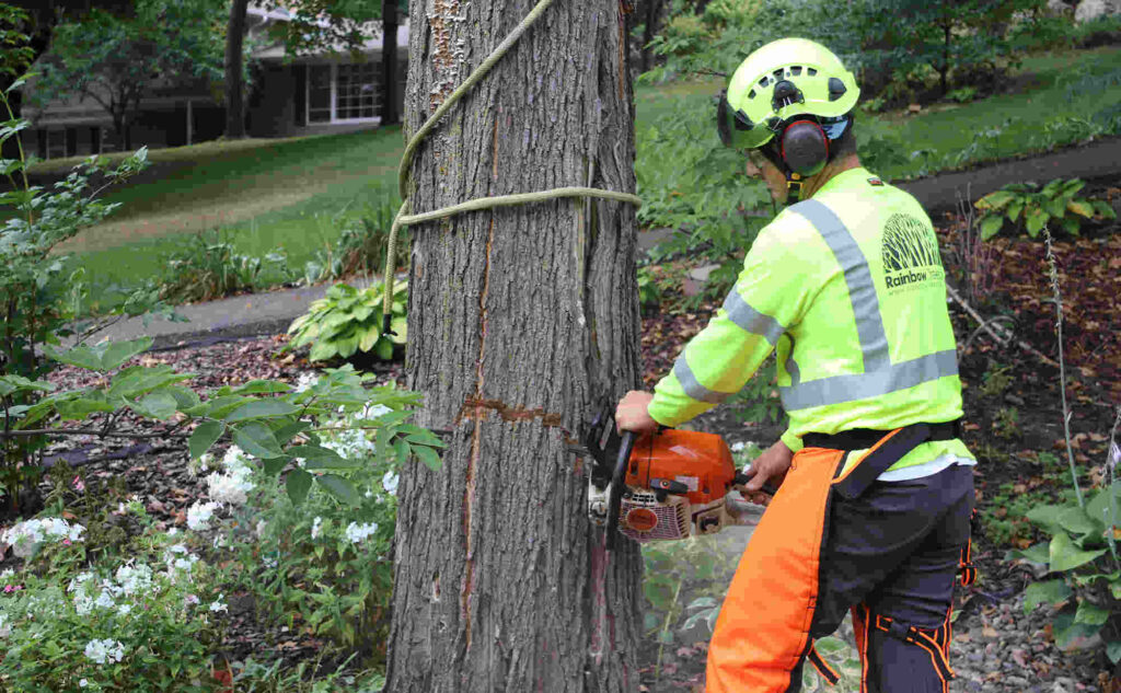 Tree Removal