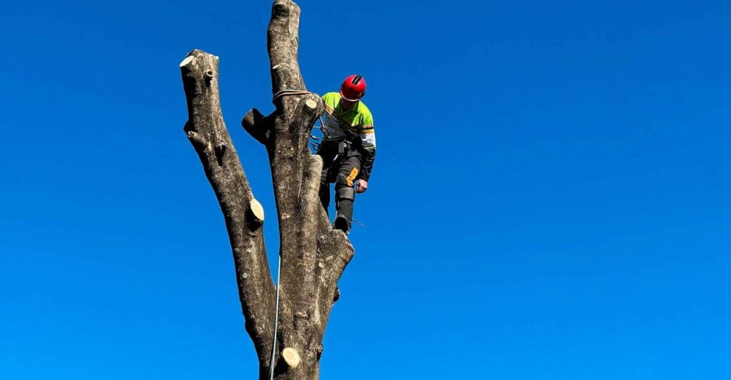 Professional Tree Pruning Services