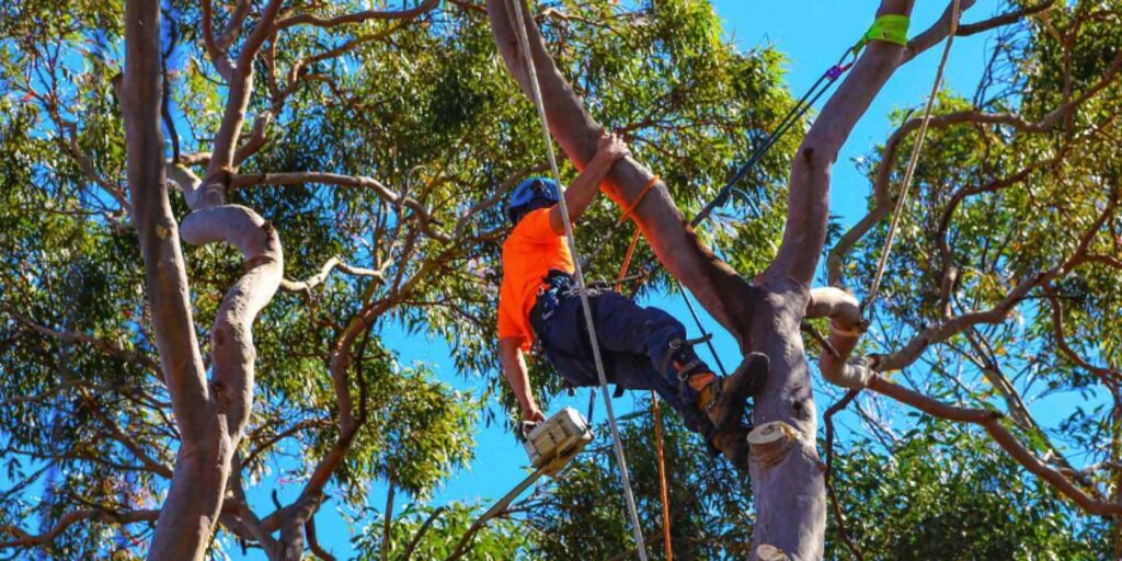 Professional Tree Pruning Services