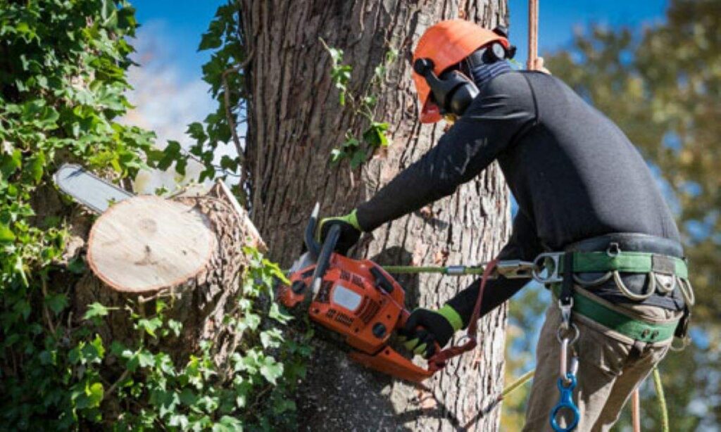 arborist Epping